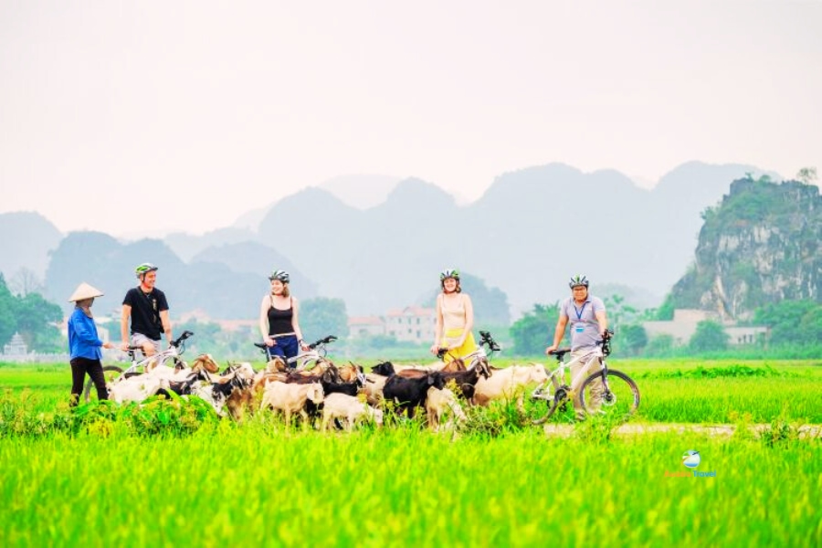 Tourists biking through rice fields in Tam Coc Ninh Binh Vietnam – Auasia Travel